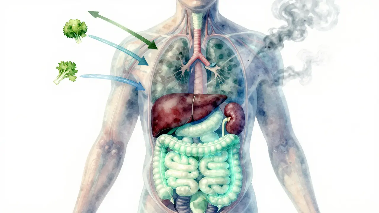 Průhledný lidský orgán s průtokem vody a zeleniny a odstraňováním toxinů.