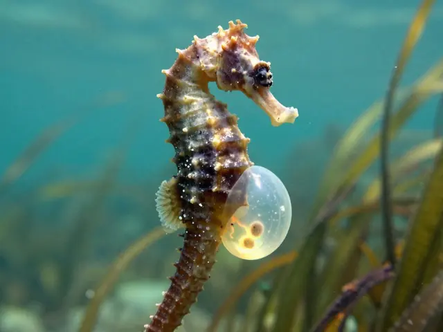 Jak se rodí mořský koník? Všechno, co potřebujete vědět o jeho přirozeném životním cyklu a souvislostech s mořským kolagenem